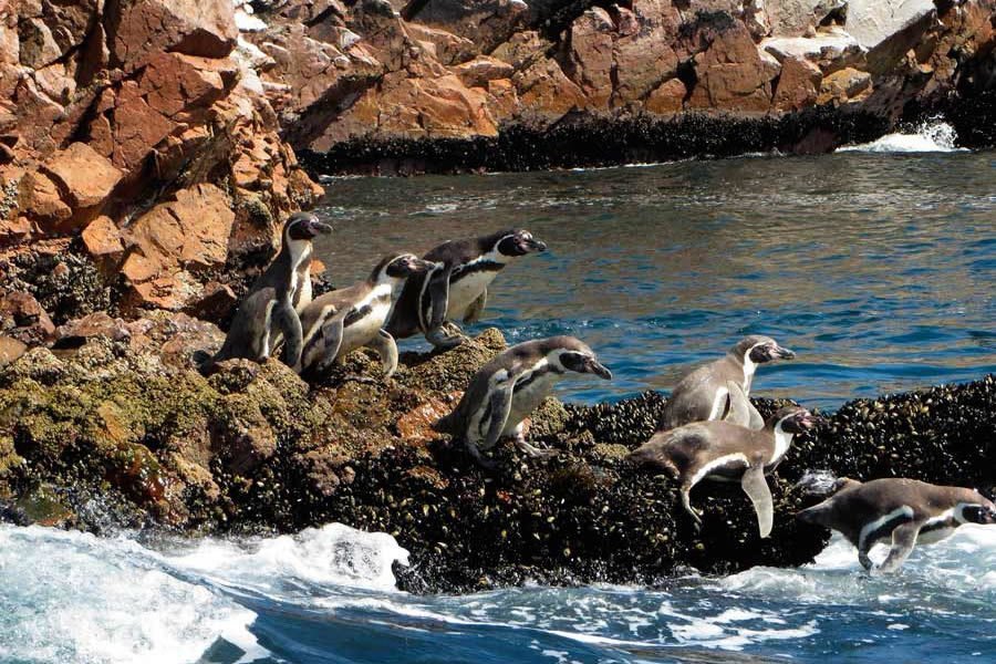 Formaciones rocosas de las Islas Ballestas con fauna marina de lobos y aves